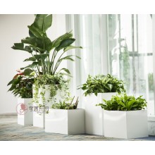 專注室內(nèi)綠植服務(wù)8年，綠植租賃，免費(fèi)養(yǎng)護(hù)，一站式商務(wù)空間